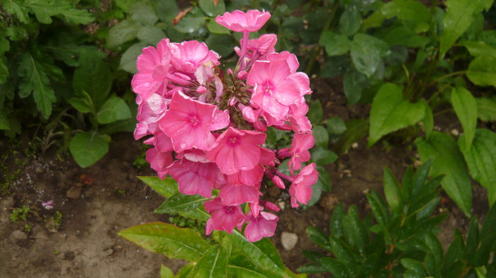 062