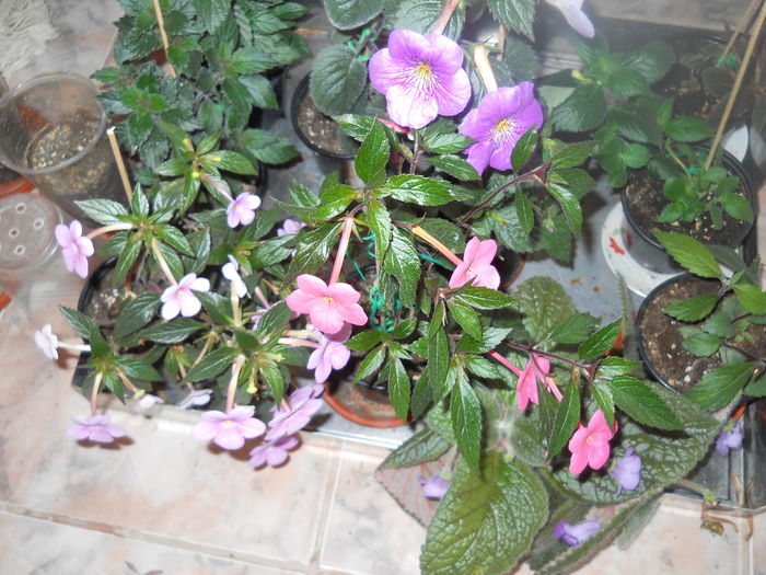 DSCN6725