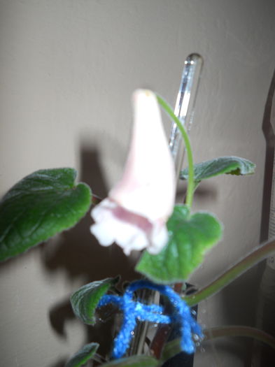 DSCN6733