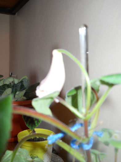 DSCN6734