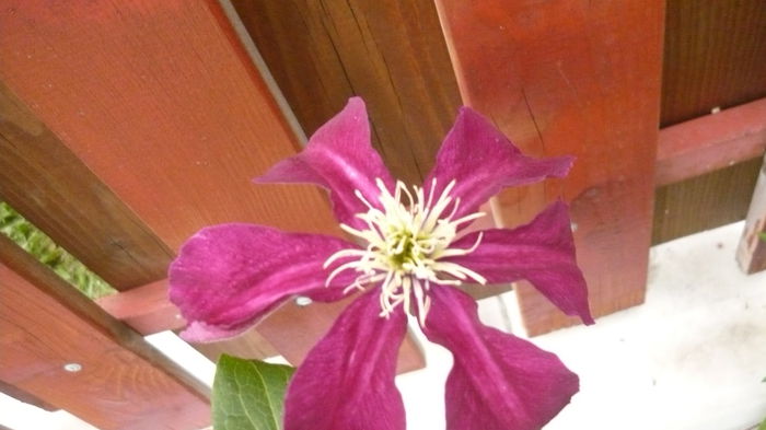 040 - clematite infloriri