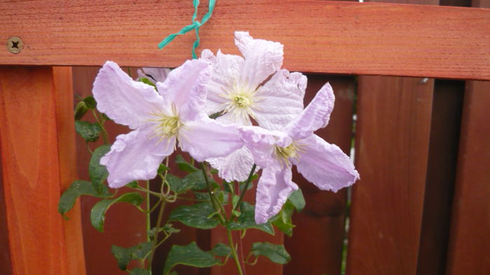 049 - clematite infloriri
