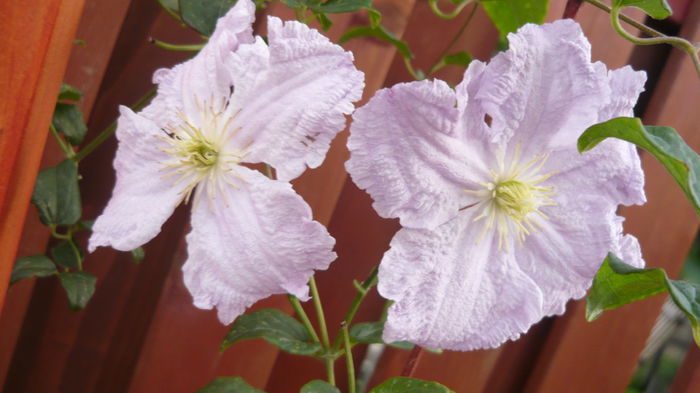 050 - clematite infloriri