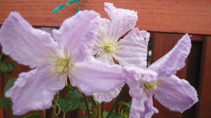 051 - clematite infloriri