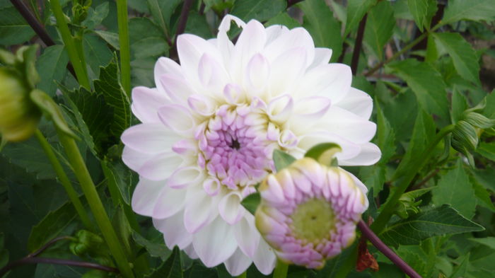 080