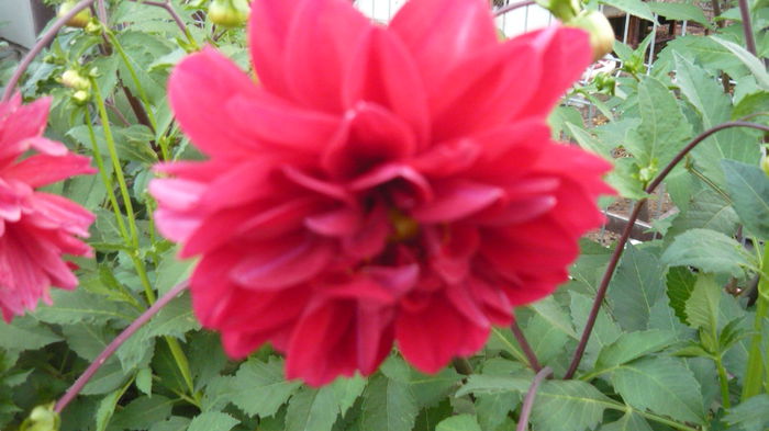 081
