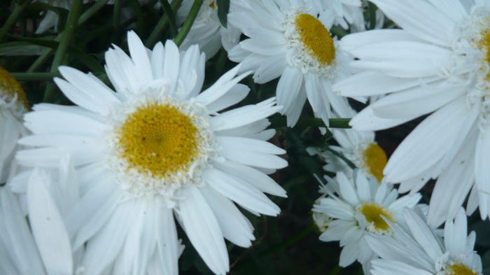 135
