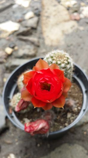 20140712_120954 - Cactusi  si suculente 2014