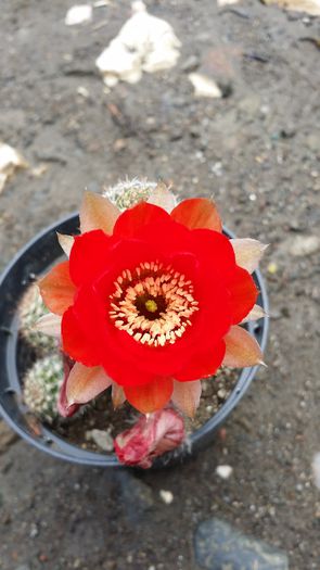 20140712_134709 - Cactusi  si suculente 2014