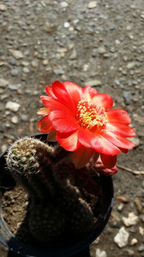 20140713_095036 - Cactusi  si suculente 2014