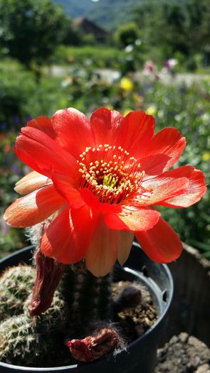 20140713_110836 - Cactusi  si suculente 2014