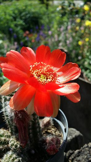 20140713_110931 - Cactusi  si suculente 2014