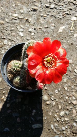 20140713_094711 - Cactusi  si suculente 2014