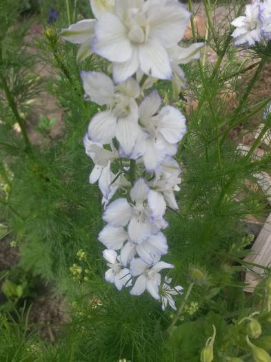 20140616_164017 - nemtisor de gradina-delphinium annual