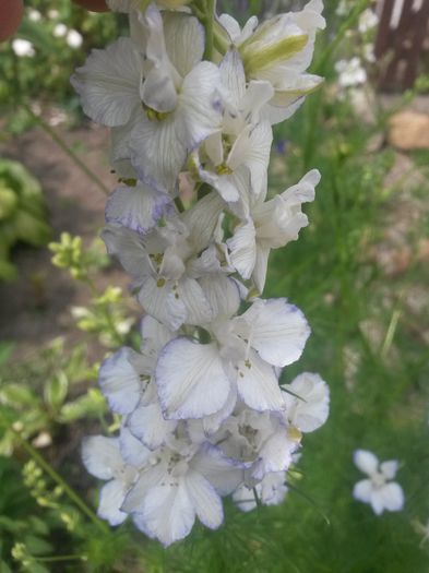 20140616_164024 - nemtisor de gradina-delphinium annual