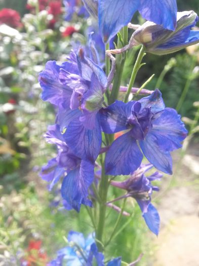 20140616_164034 - nemtisor de gradina-delphinium annual