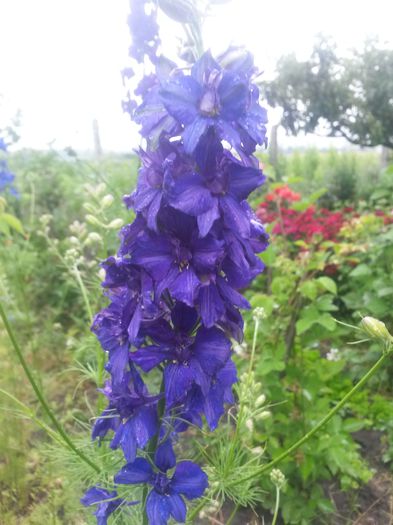 20140617_173858 - nemtisor de gradina-delphinium annual