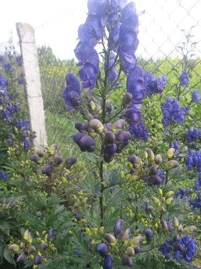 aconitum napellus-omag de gradina - nicanego