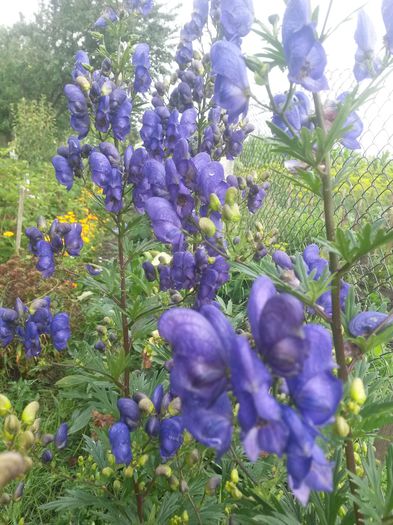 20140712_090907 - aconitum napellus-omag de gradina