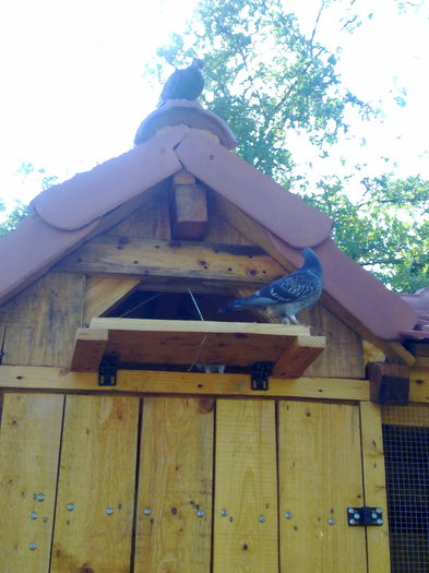 la aer 002 - voliera mea