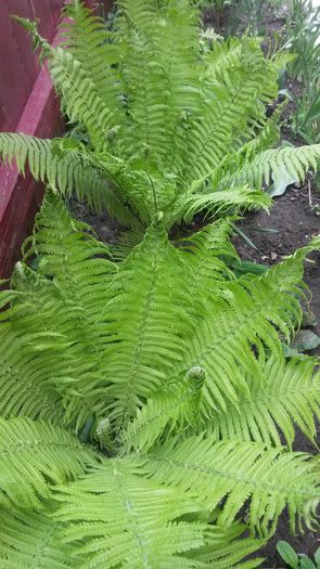 20140505_130108 - z-talmes-balmes