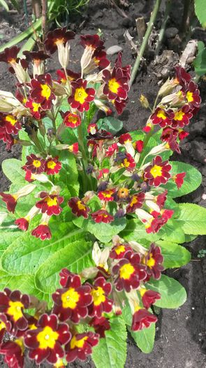 20140505_130235 - z-talmes-balmes