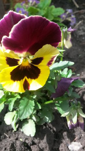 20140505_130248 - z-talmes-balmes