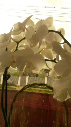 20140505_134357 - z-talmes-balmes