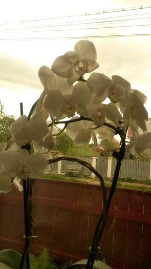 20140505_134419 - z-talmes-balmes