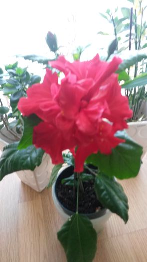 20140508_112542 - z-talmes-balmes