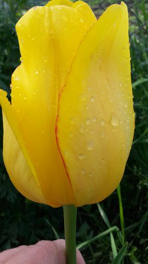 20140516_182836 - z-talmes-balmes