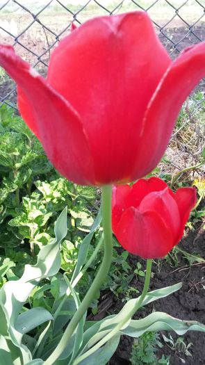 20140516_183011 - z-talmes-balmes