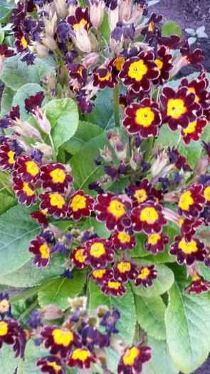 20140517_192413 - z-talmes-balmes