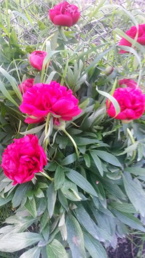 20140519_195526 - z-talmes-balmes