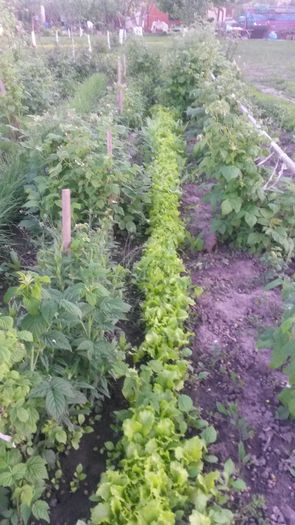 20140519_195804 - z-talmes-balmes