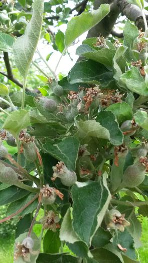 20140523_104533 - z-talmes-balmes