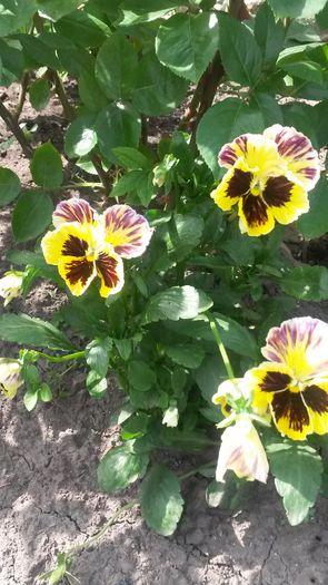 20140523_154815 - z-talmes-balmes