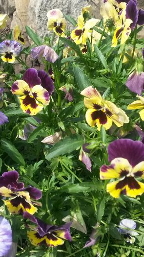 20140523_154855 - z-talmes-balmes