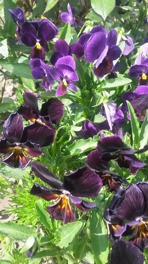 20140523_155413 - z-talmes-balmes