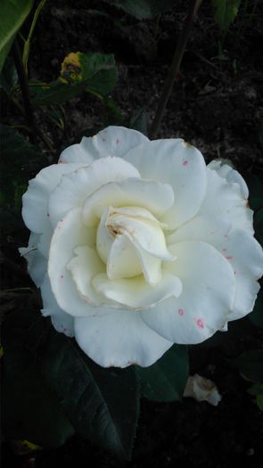 DSC_0492 - TRANDAFIRI 2014 IV