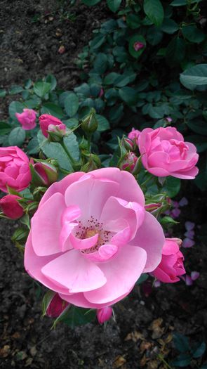 DSC_0493 - TRANDAFIRI 2014 IV