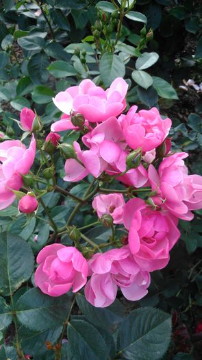 DSC_0494 - TRANDAFIRI 2014 IV