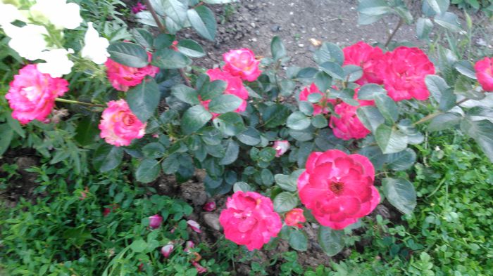 DSC_0497 - TRANDAFIRI 2014 IV