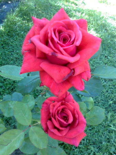 DOC POZE 021 - A___PRIMAVARA-VARA 2014