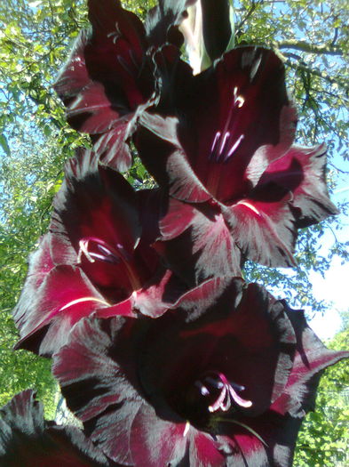 DOC POZE 017 - A___PRIMAVARA-VARA 2014