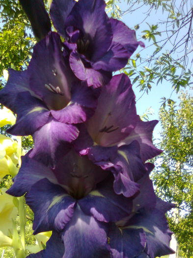 DOC POZE 009 - A___PRIMAVARA-VARA 2014