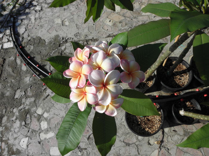 P7050011 - Plumeria - Hawaiian Coral