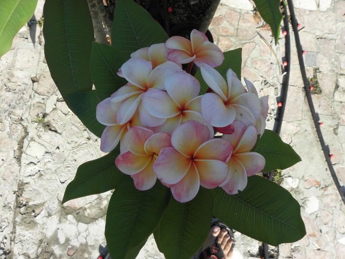 P7050012 - Plumeria - Hawaiian Coral