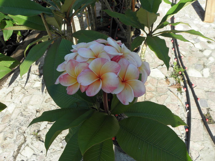 P7050013 - Plumeria - Hawaiian Coral