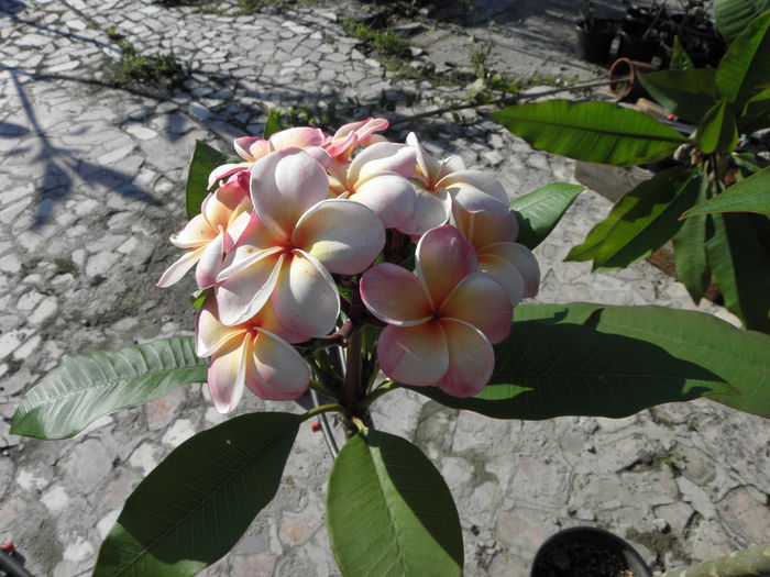 P7050014 - Plumeria - Hawaiian Coral